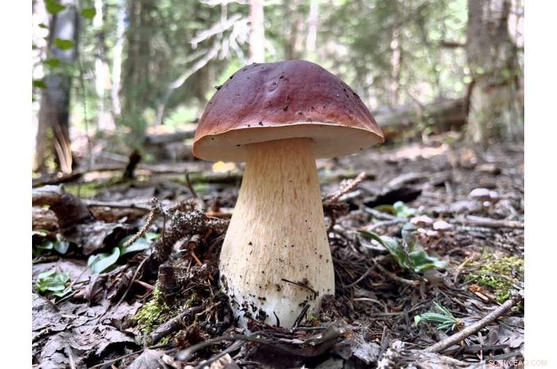 Historic Rainstorms Flood US Southwest, Flagstaff Struggles with Water Damage