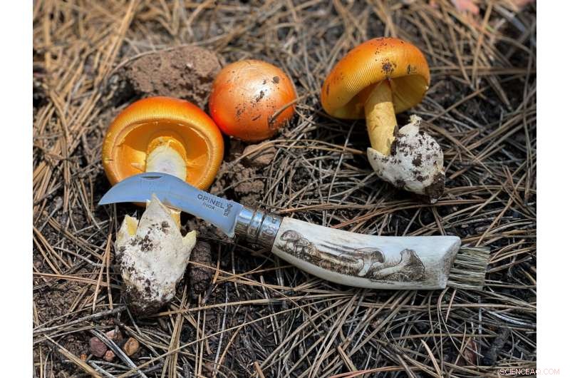 Historic Rainstorms Flood US Southwest, Flagstaff Struggles with Water Damage