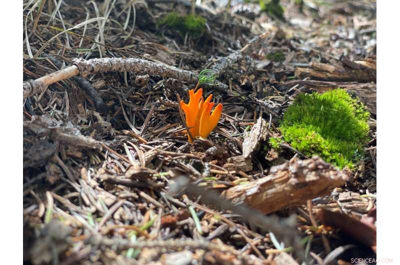 Historic Rainstorms Flood US Southwest, Flagstaff Struggles with Water Damage
