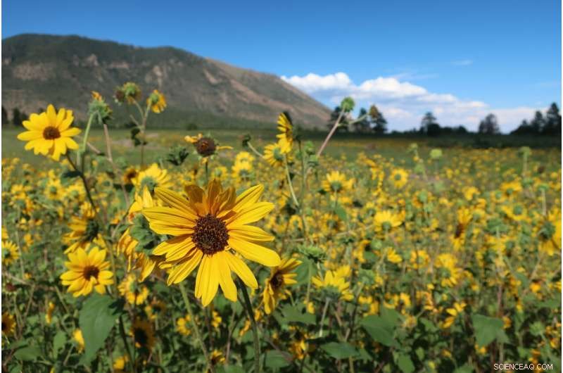 Historic Rainstorms Flood US Southwest, Flagstaff Struggles with Water Damage
