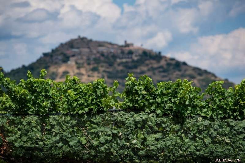 Spain s Wine Producers Adapt to Climate Change by Shifting to Higher Altitudes