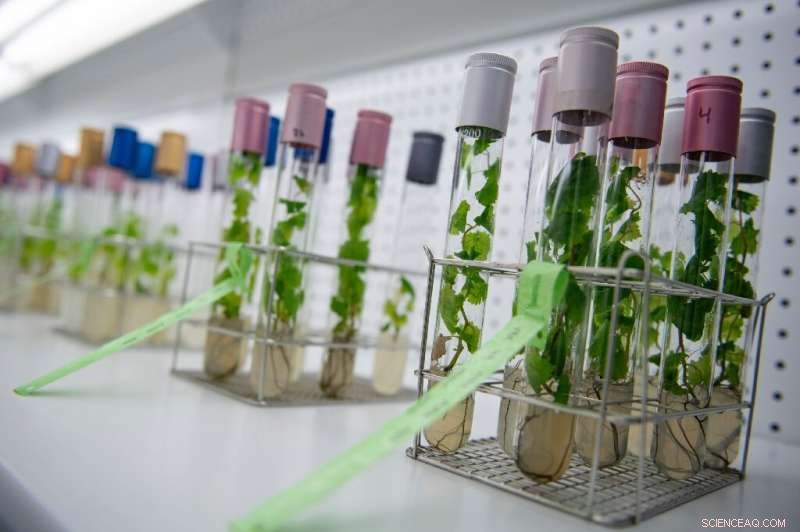 Spain s Wine Producers Adapt to Climate Change by Shifting to Higher Altitudes