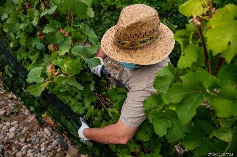 Spain s Wine Producers Adapt to Climate Change by Shifting to Higher Altitudes