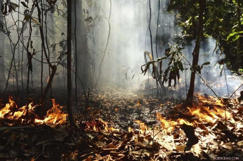 Amazon Biodiversity at Risk: Study Highlights Deforestation and Fire Impact