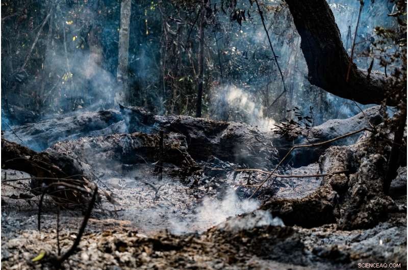 Amazon Biodiversity at Risk: Study Highlights Deforestation and Fire Impact