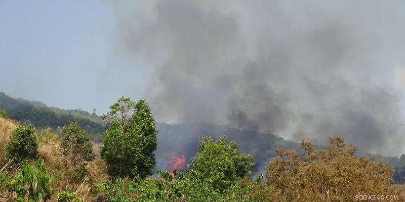 Southeast Asian Forest Fires Claim 59,000 Lives Annually