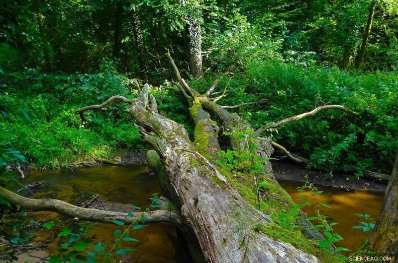 Deadwood’s Carbon Pulse: 10.9 Billion Tons Annually, Rising with Climate Change