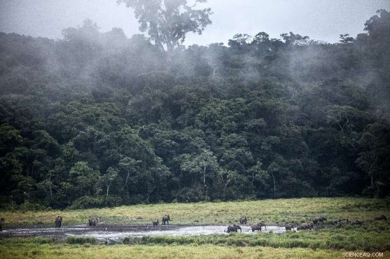Virtuous Cycle: Monetizing CO2 in Gabon s Forests to Combat Deforestation