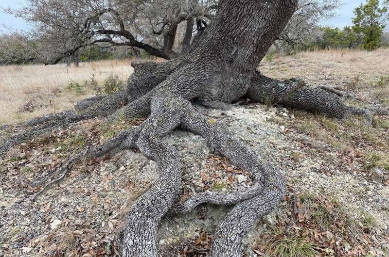 Bedrock Water Sustains Nationwide Forests: How Roots Thrive