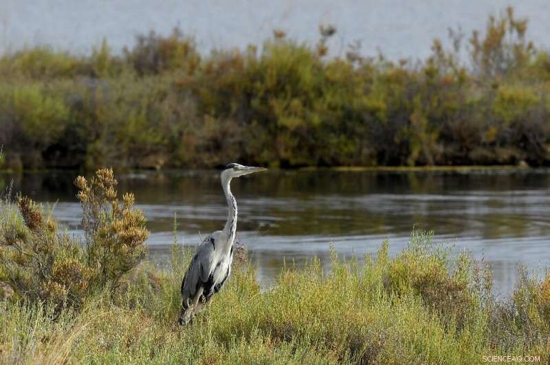 French Riviera Marshes Restore Natural Beach by Removing Seawalls