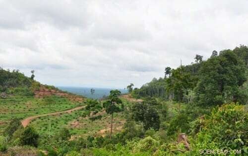 Nearby Forest Loss Signals Future Deforestation Threats to Protected Areas