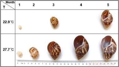 Land Snail Shells Enable Precise Temperature Reconstruction