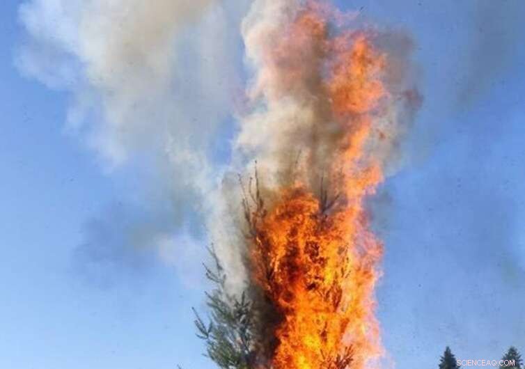 Firebrands: Protecting Homes from Wildfire Embers and Windblown Debris