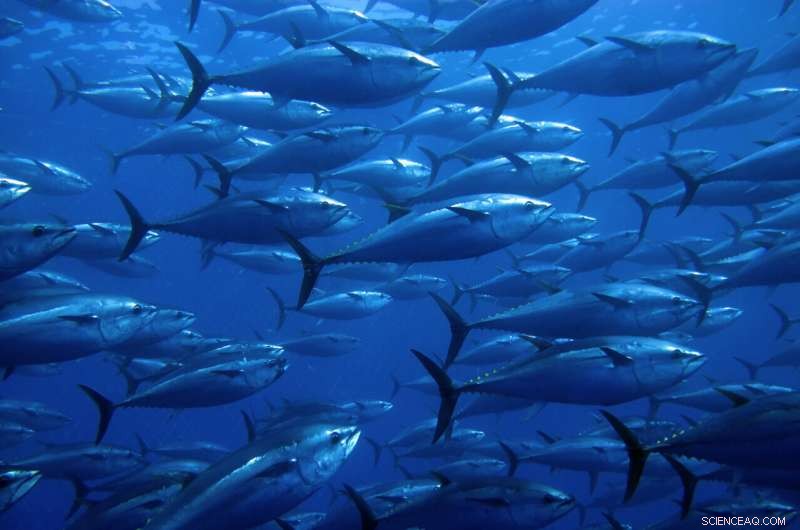 Bluefin Tuna Reveal Worldwide Mercury Contamination Patterns