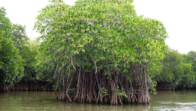 How Tropical Cyclones Enhance Mangrove Health