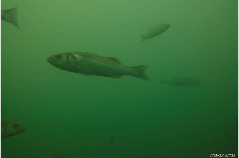 Assessing Climate Change Impacts on Global Ocean Algae