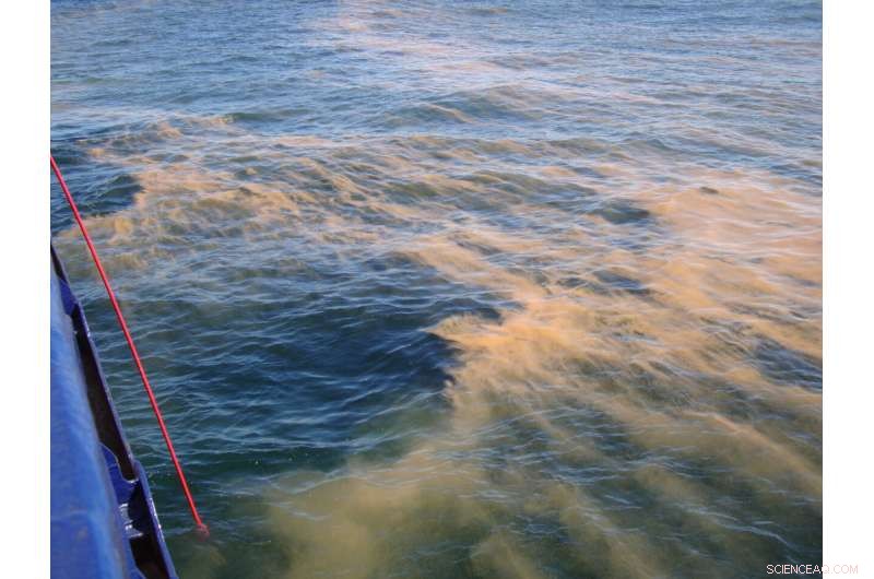 Assessing Climate Change Impacts on Global Ocean Algae