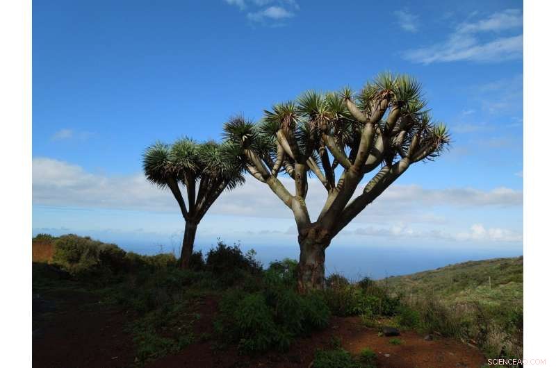 Canary Islands on High Alert Amid Intensifying Volcanic Seismic Activity