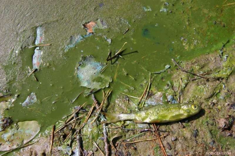 Mass Extinction 252 Million Years Ago: Toxic Water Claims Animal Lives—Lessons for Our Planet