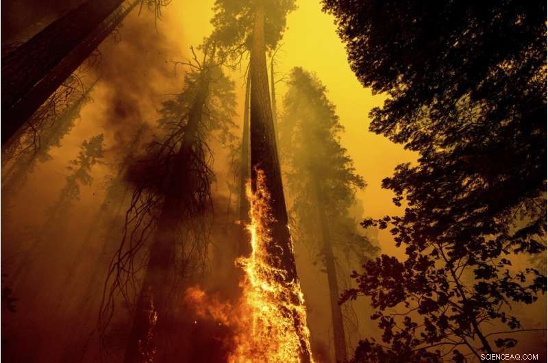 Four Iconic Sequoia Trees Survive Recent Wildfire