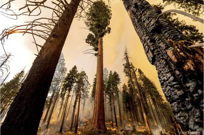 Four Iconic Sequoia Trees Survive Recent Wildfire