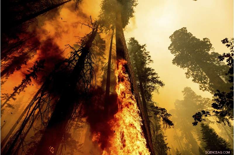 Four Iconic Sequoia Trees Survive Recent Wildfire