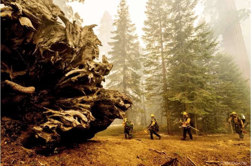 Four Iconic Sequoia Trees Survive Recent Wildfire
