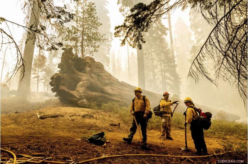 Four Iconic Sequoia Trees Survive Recent Wildfire