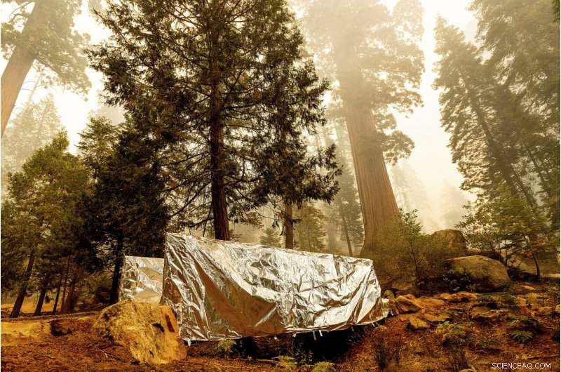 Four Iconic Sequoia Trees Survive Recent Wildfire