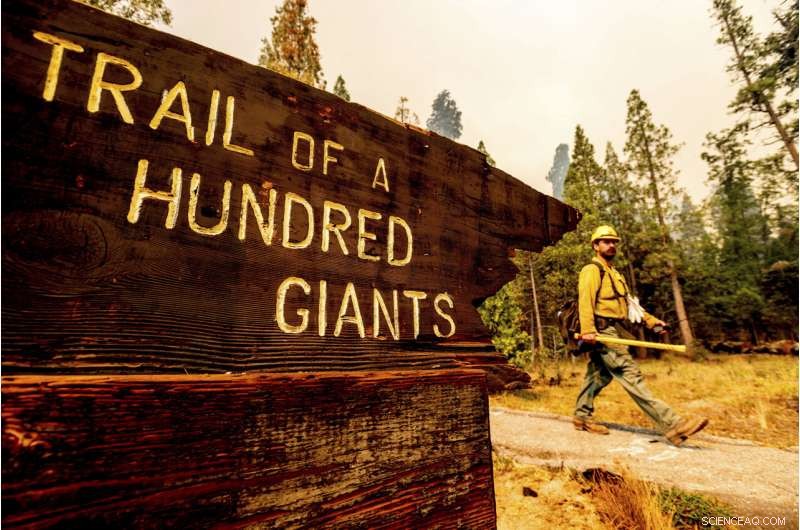 Four Iconic Sequoia Trees Survive Recent Wildfire