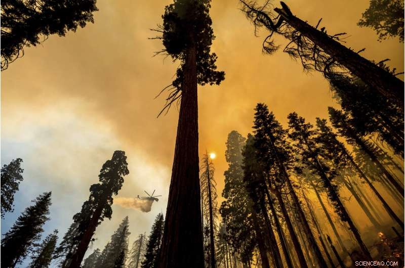 Four Iconic Sequoia Trees Survive Recent Wildfire