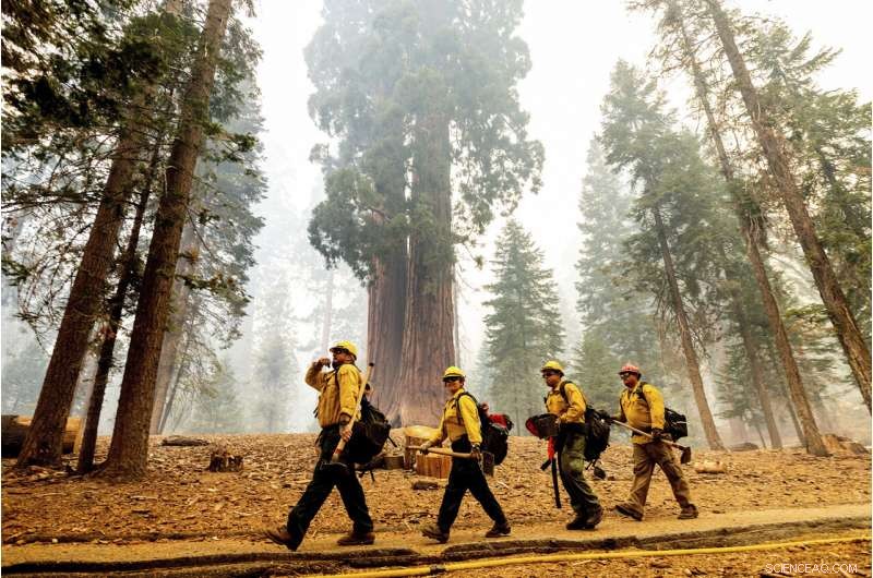 Four Iconic Sequoia Trees Survive Recent Wildfire