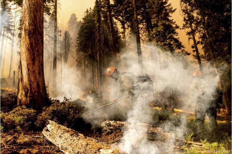 Four Iconic Sequoia Trees Survive Recent Wildfire
