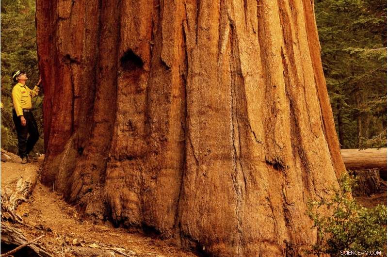 Sequoia National Park Wildfires Threaten Giant Sequoia Groves