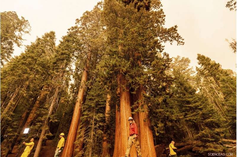 Sequoia National Park Wildfires Threaten Giant Sequoia Groves
