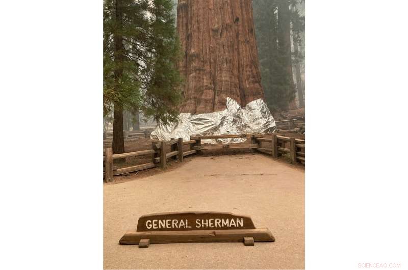 Sequoia National Park Wildfires Threaten Giant Sequoia Groves