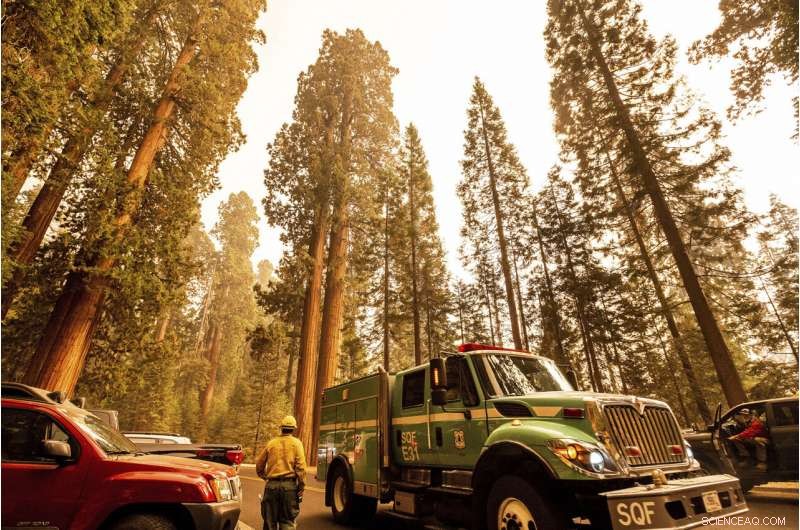 Sequoia National Park Wildfires Threaten Giant Sequoia Groves