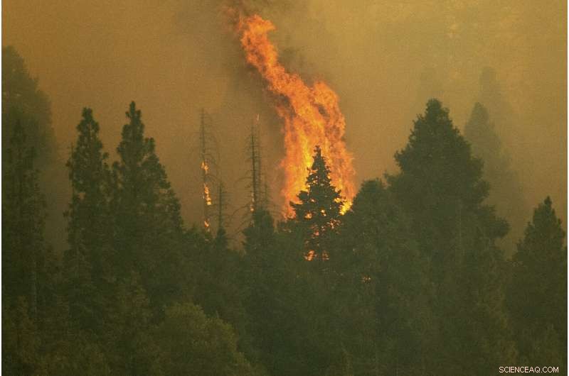 Sequoia National Park Wildfires Threaten Giant Sequoia Groves