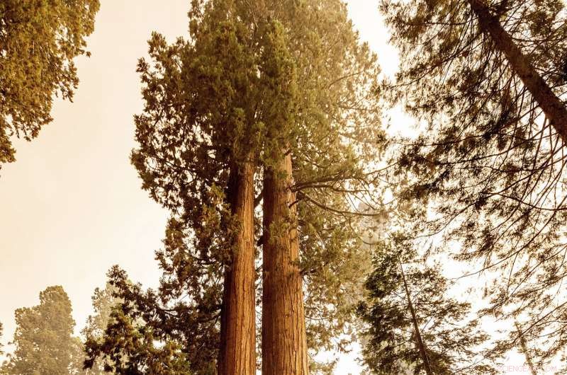 Sequoia National Park Wildfires Threaten Giant Sequoia Groves