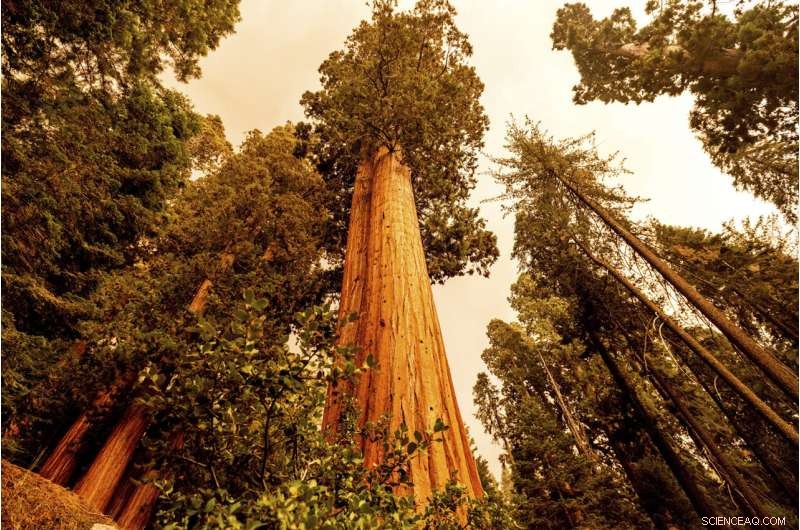 Sequoia National Park Wildfires Threaten Giant Sequoia Groves