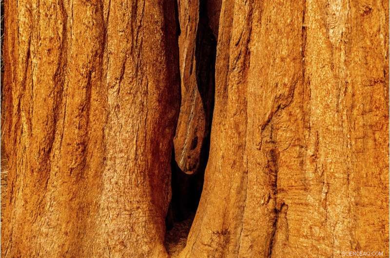 Sequoia National Park Wildfires Threaten Giant Sequoia Groves