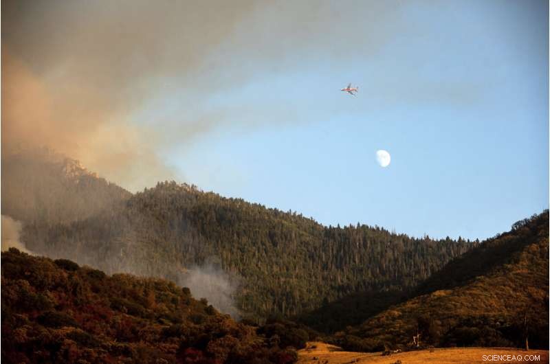 Sequoia National Park Wildfires Threaten Giant Sequoia Groves