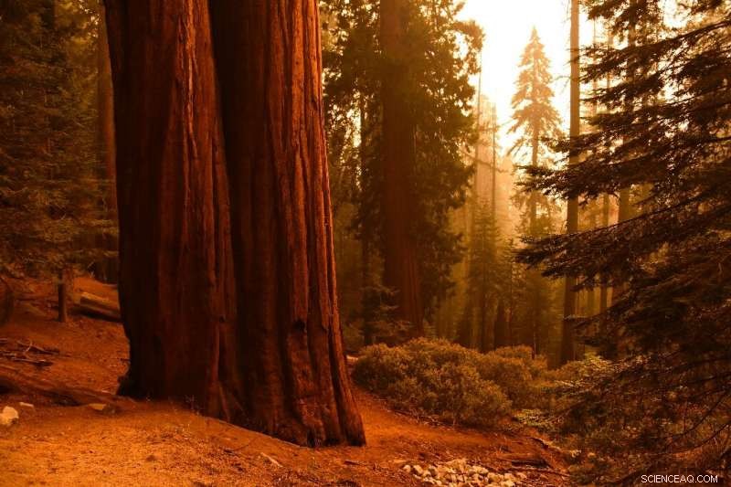 Firefighters Rush to Protect California s Giant Sequoia Groves from Wildfires