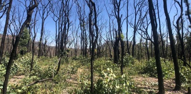 Climate Change Challenges Australian Native Plants  Fire Resilience