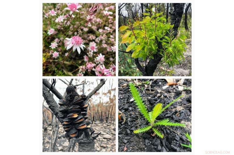 Climate Change Challenges Australian Native Plants  Fire Resilience