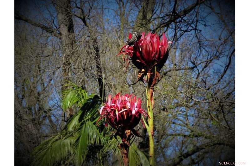 Climate Change Challenges Australian Native Plants  Fire Resilience
