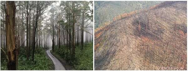 Climate Change Challenges Australian Native Plants  Fire Resilience