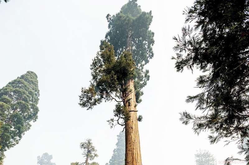 Sequoia National Forest Resilient: Giant Sequoias Unharmed by Wildfire