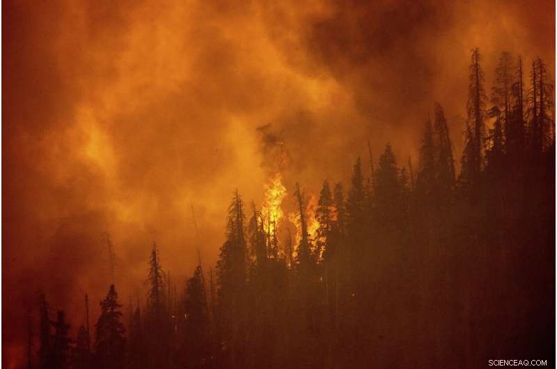 Sequoia National Forest Resilient: Giant Sequoias Unharmed by Wildfire