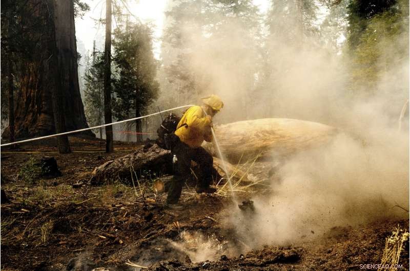 Sequoia National Forest Resilient: Giant Sequoias Unharmed by Wildfire